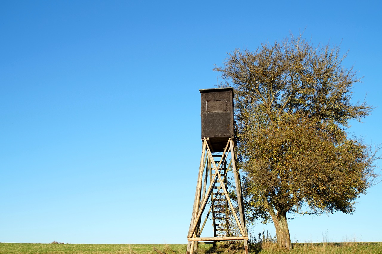 tree perch meadow free photo