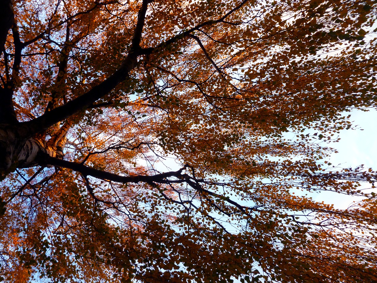 tree birch autumn free photo