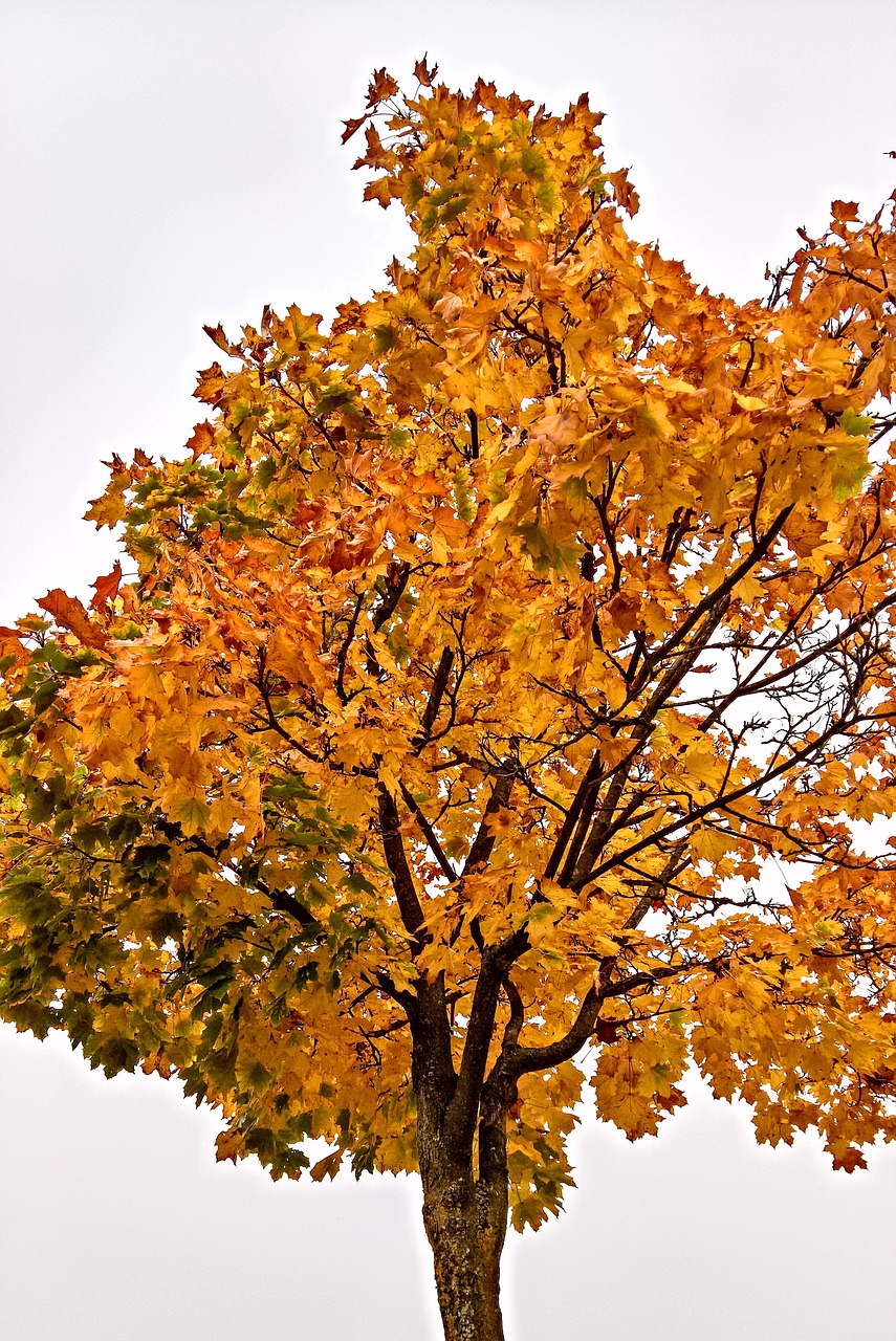 tree maple autumn free photo