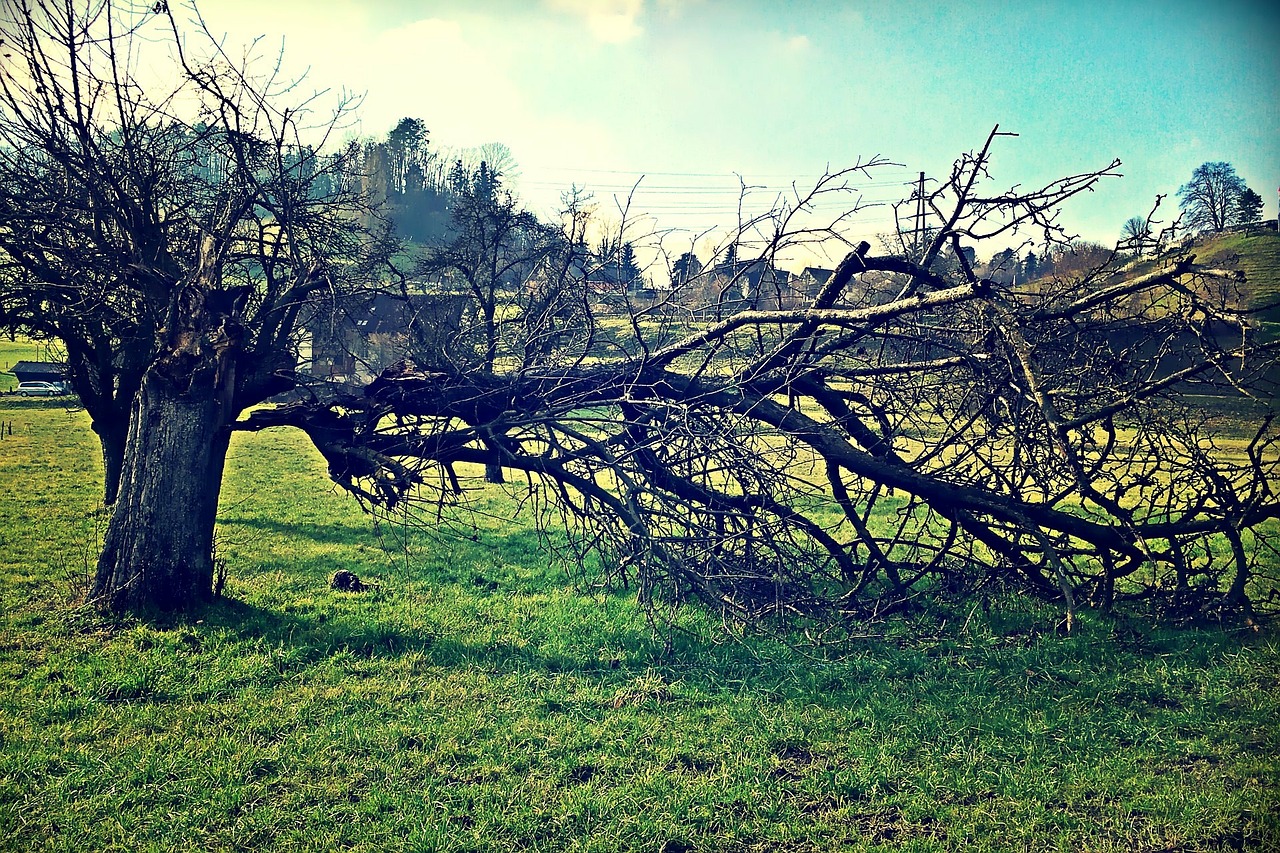 tree log aesthetic free photo