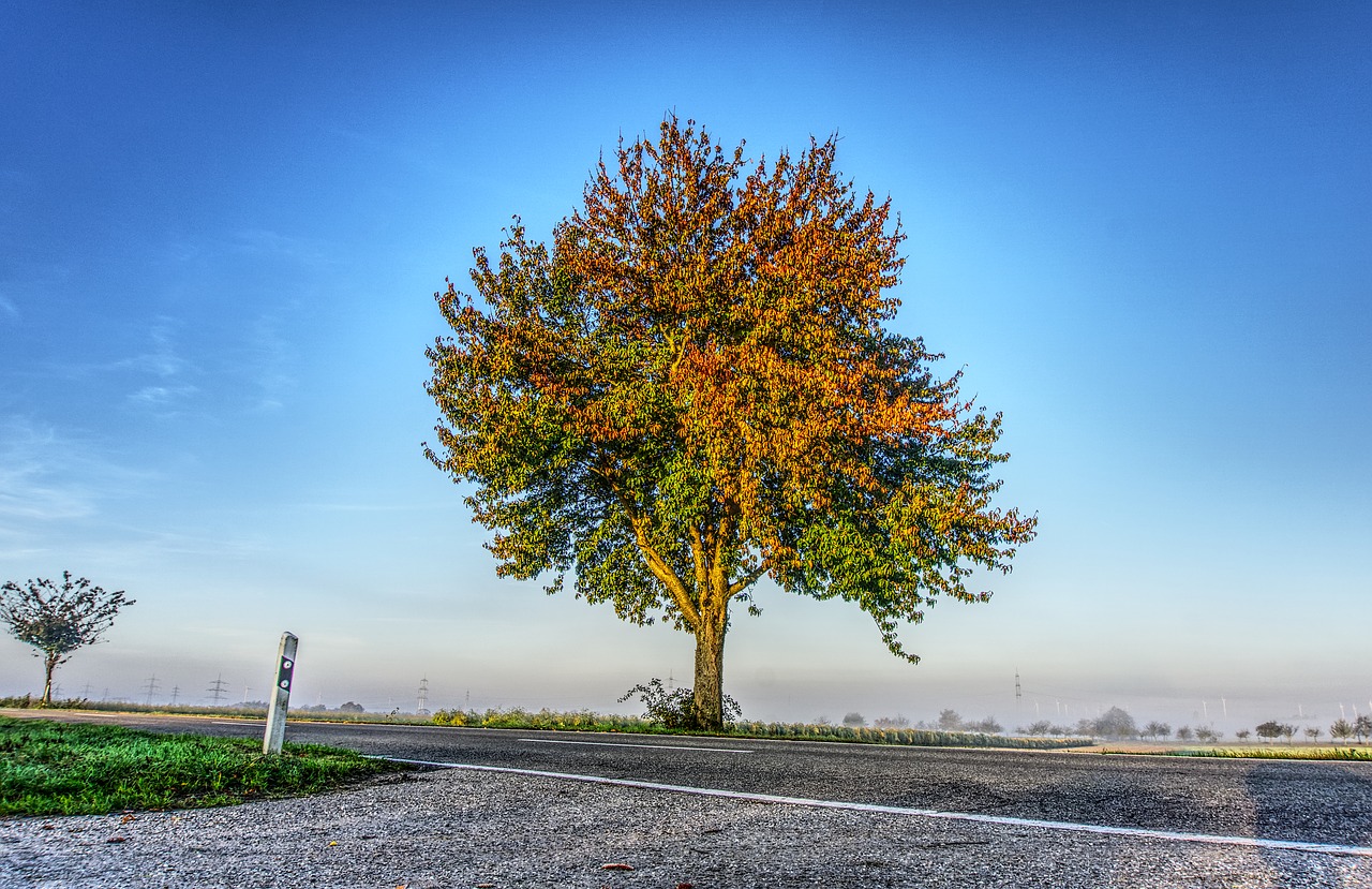 tree leaves colorful free photo