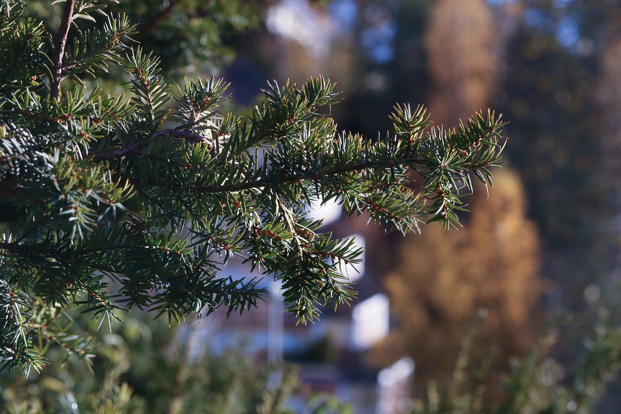 tree landscape nature free photo