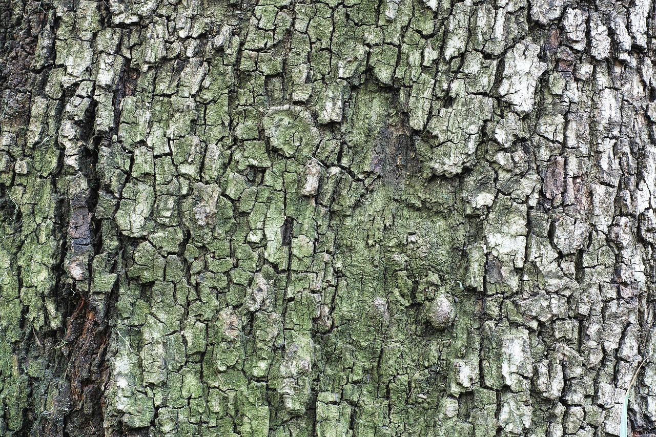 tree texture billet free photo