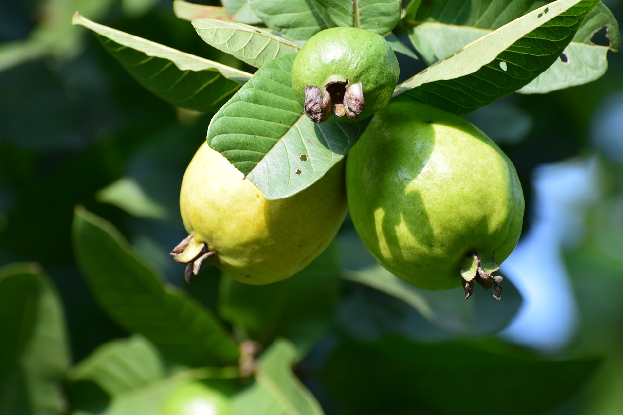 tree green fruit free photo