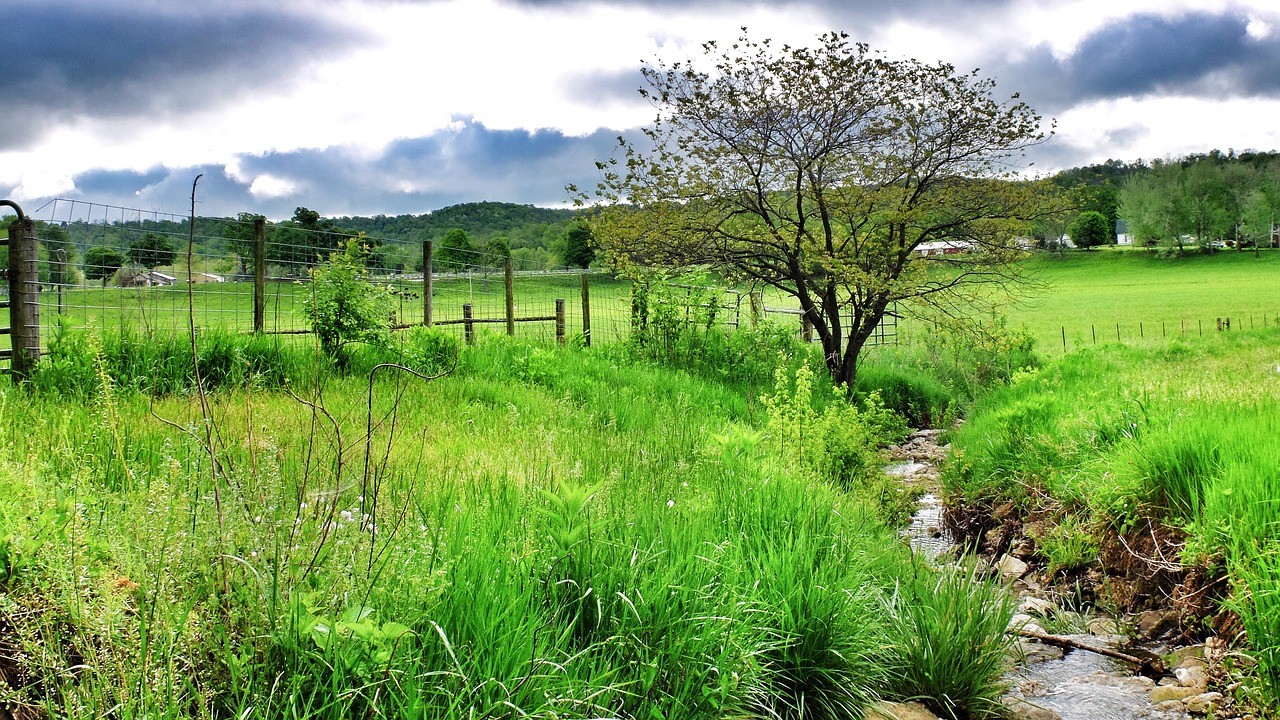 tree stream water free photo