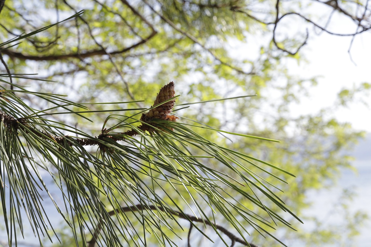 tree fruit pine free photo