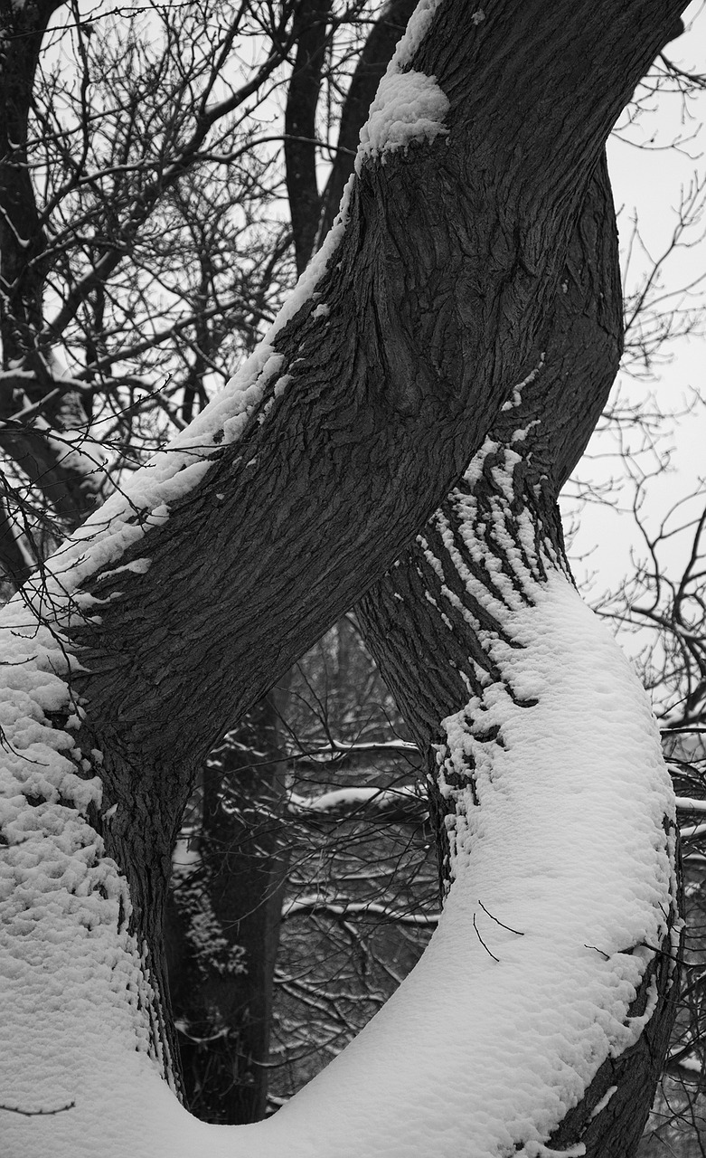 tree snow park free photo