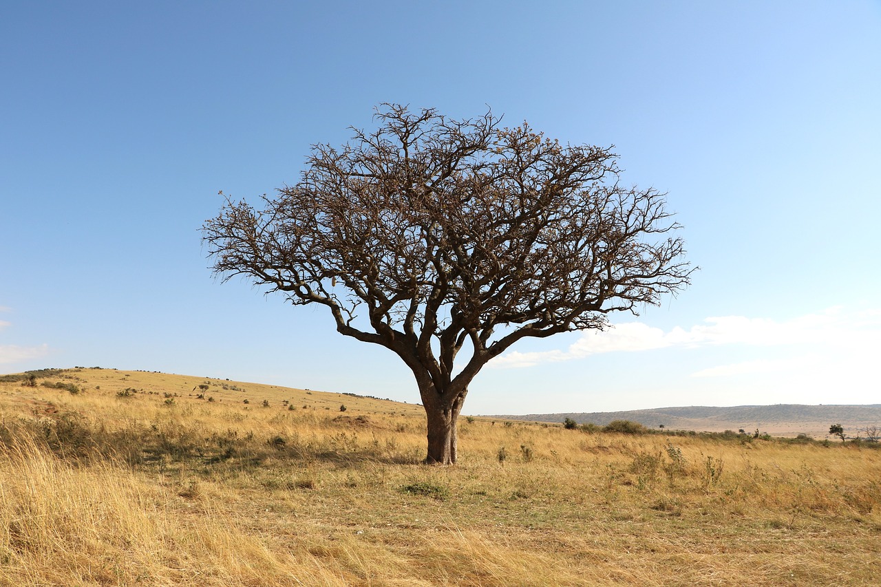 tree savannah africa free photo