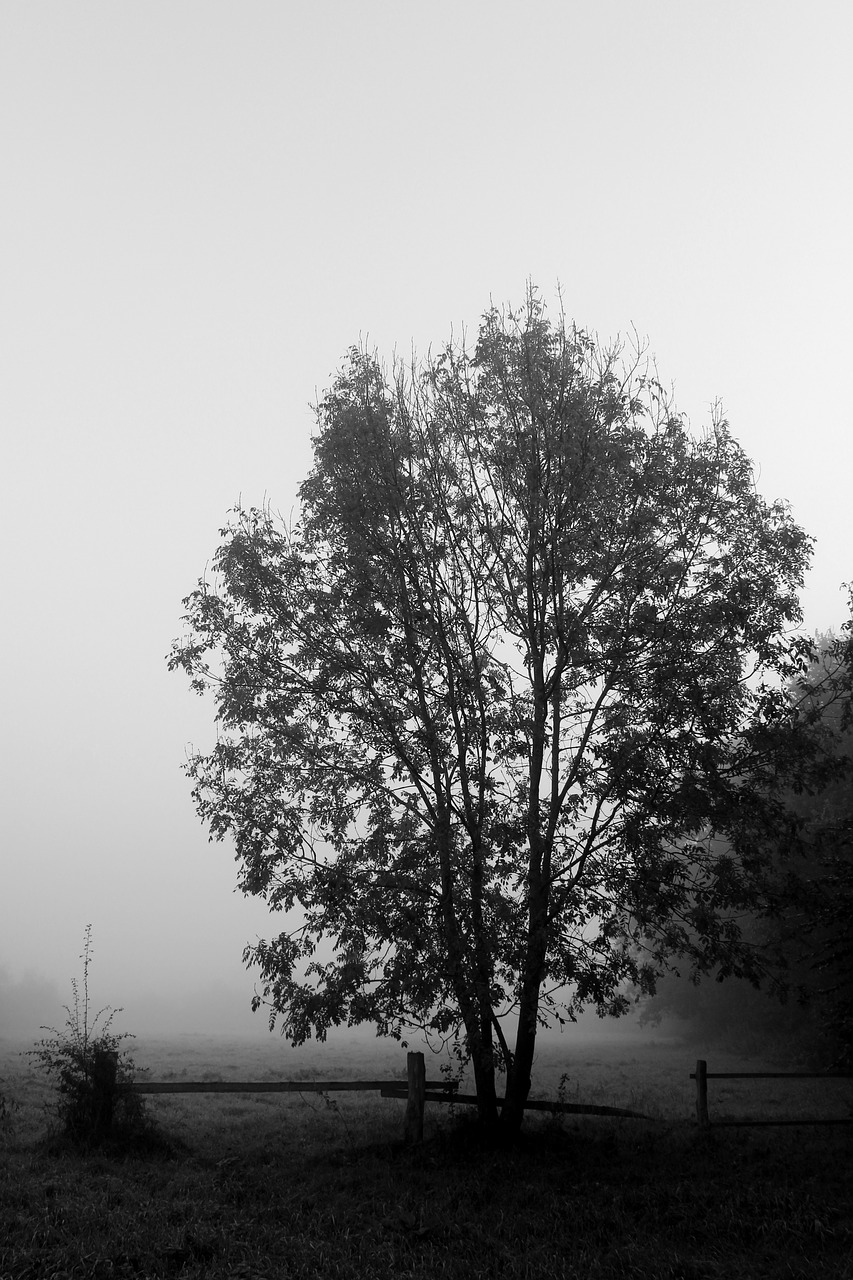 tree fog black white free photo