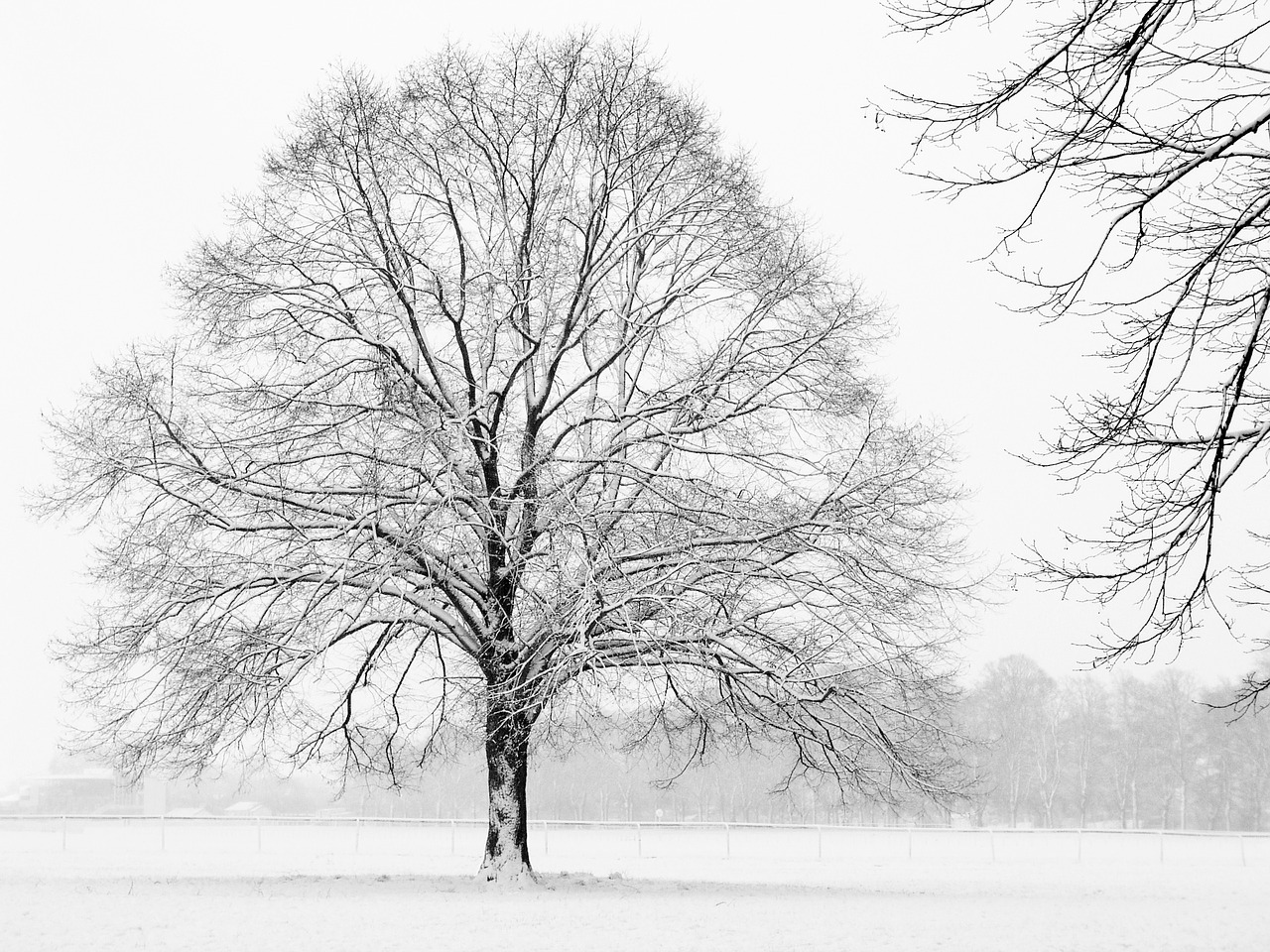 tree winter snow free photo