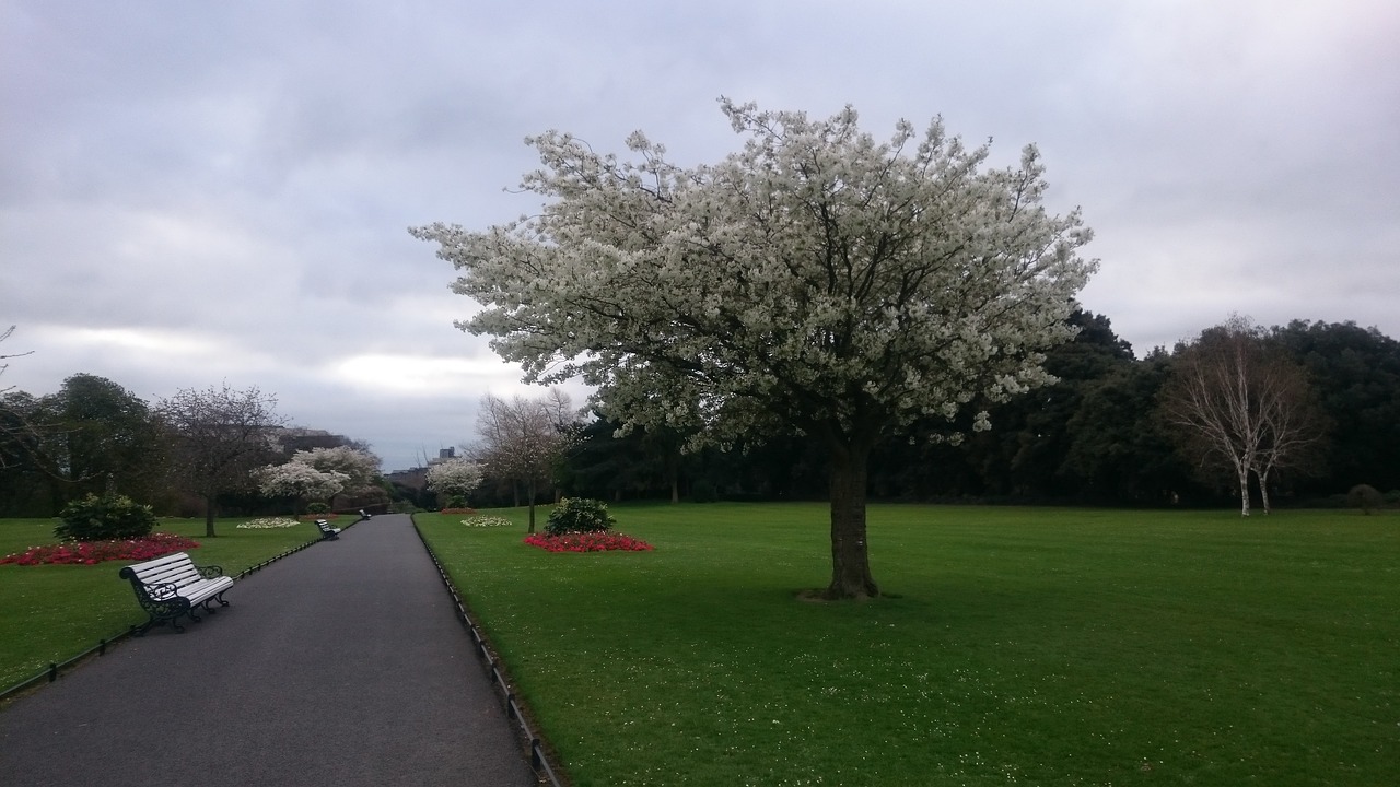 tree flower ireland free photo