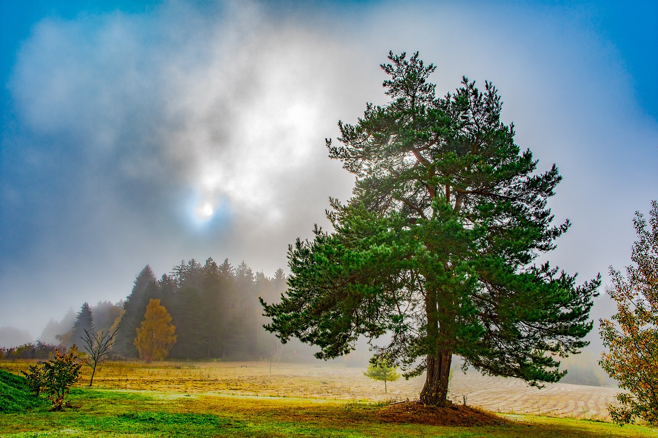 tree forest fog free photo