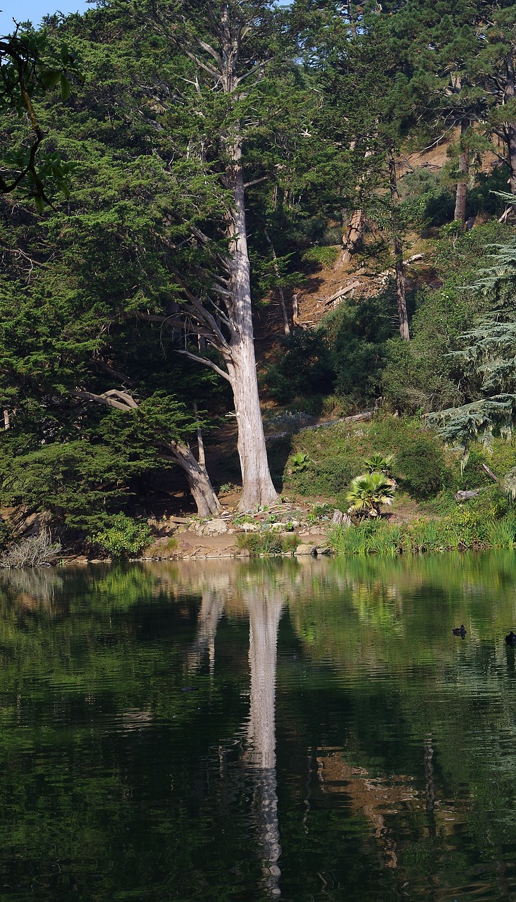 tree park mirroring free photo