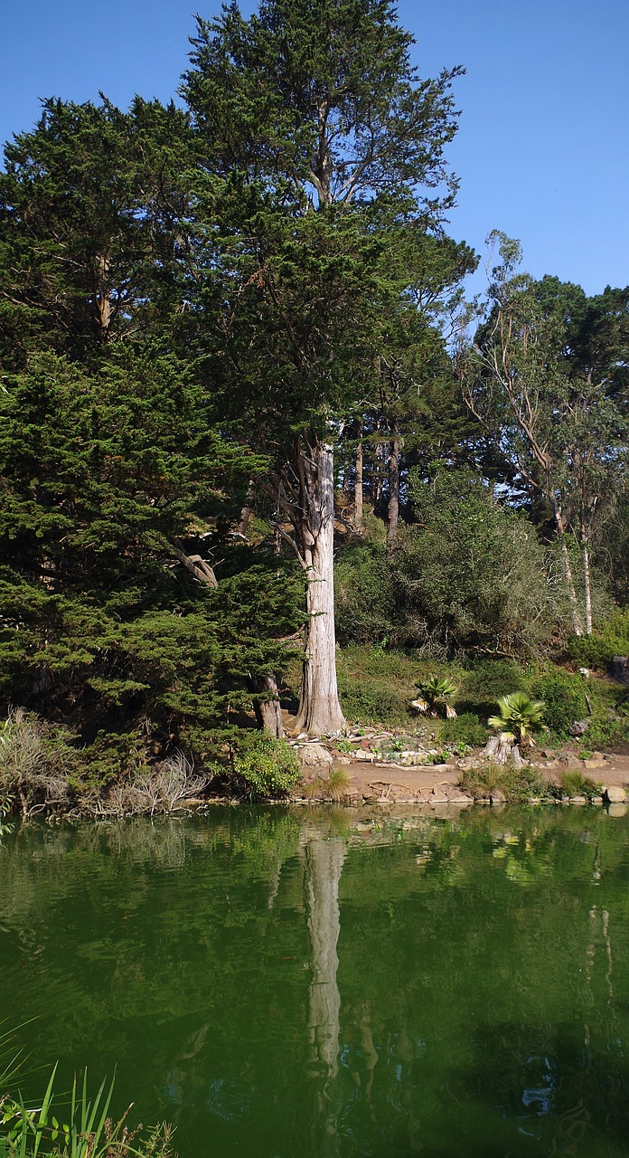 tree mirroring water free photo