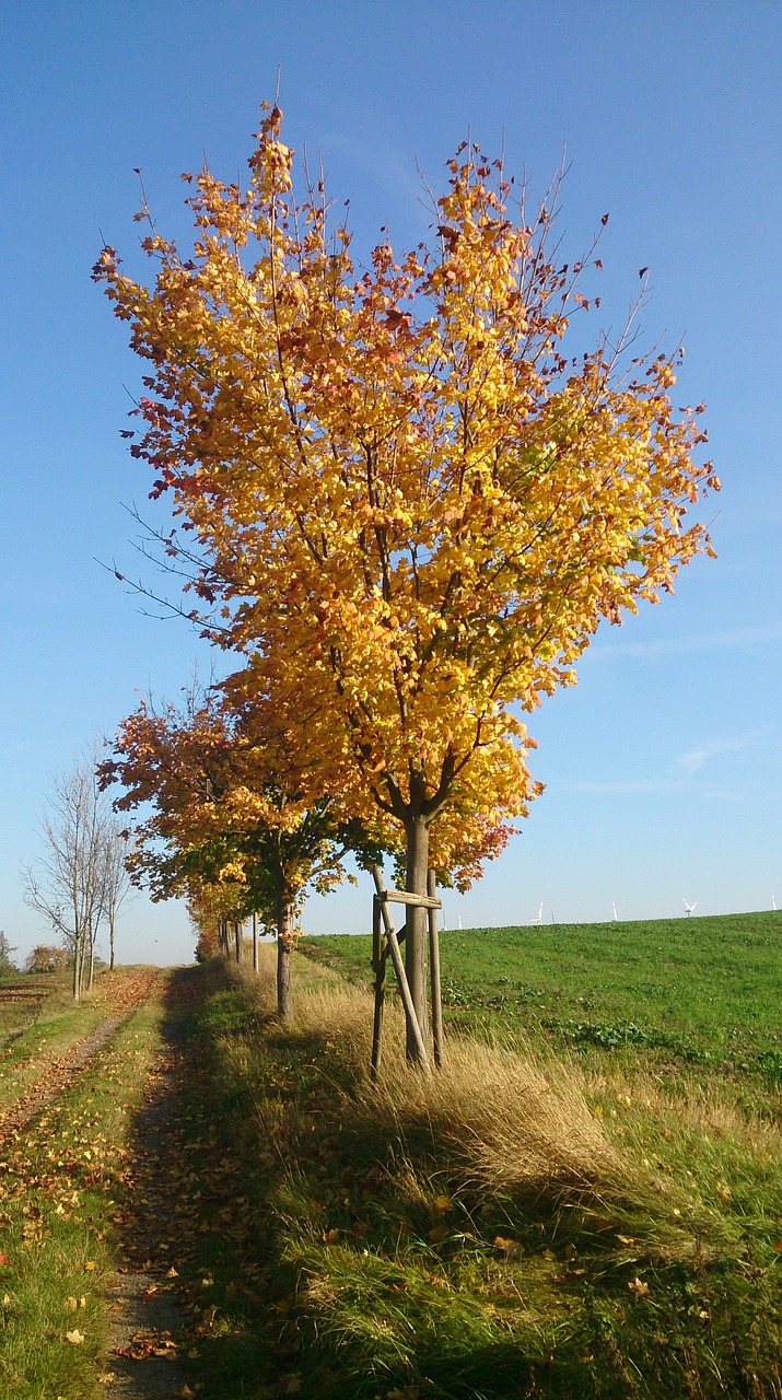 tree autumn golden autumn free photo