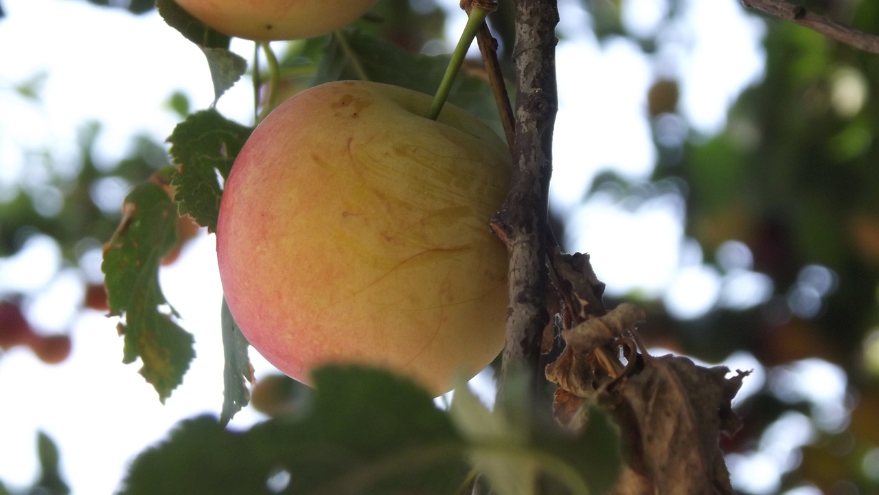 tree fruit garden free photo