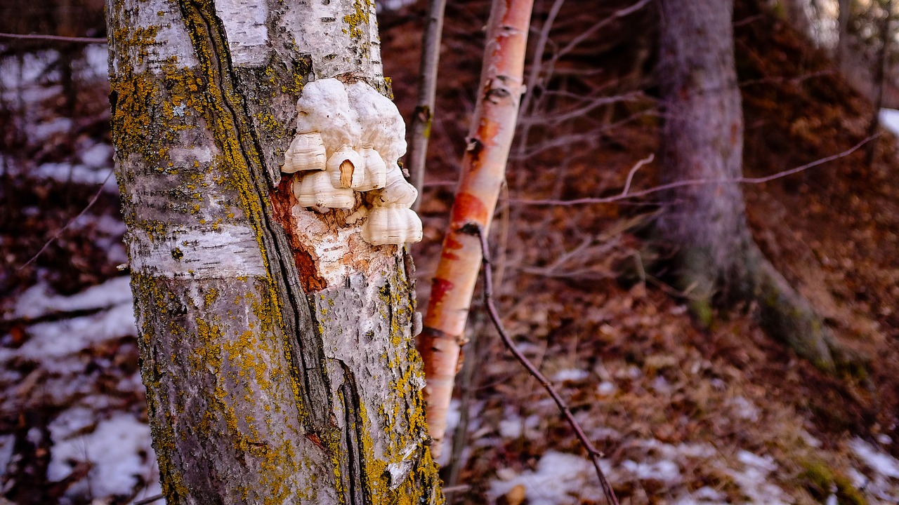 tree bark stump free photo