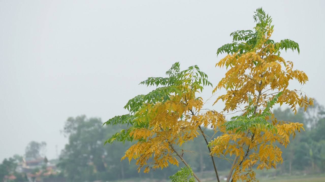 tree nature yellow free photo