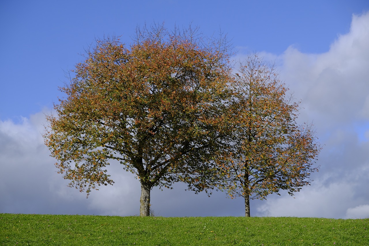 tree autumn leaves free photo