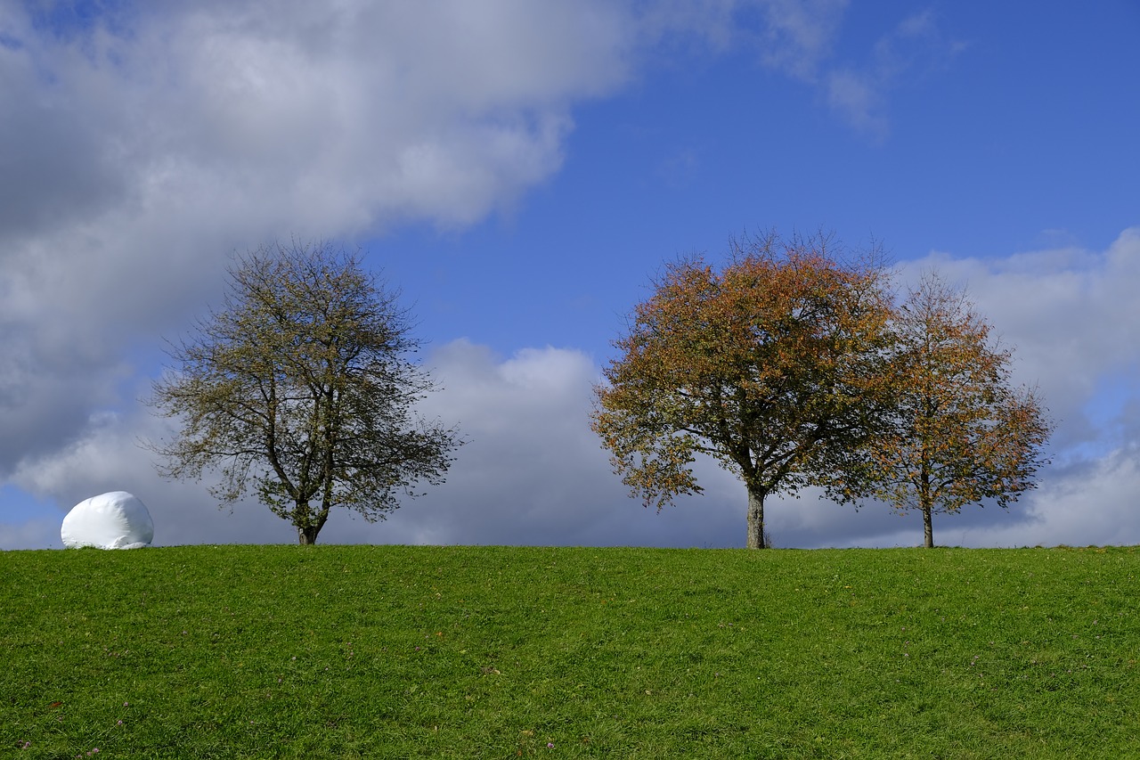 tree autumn leaves free photo