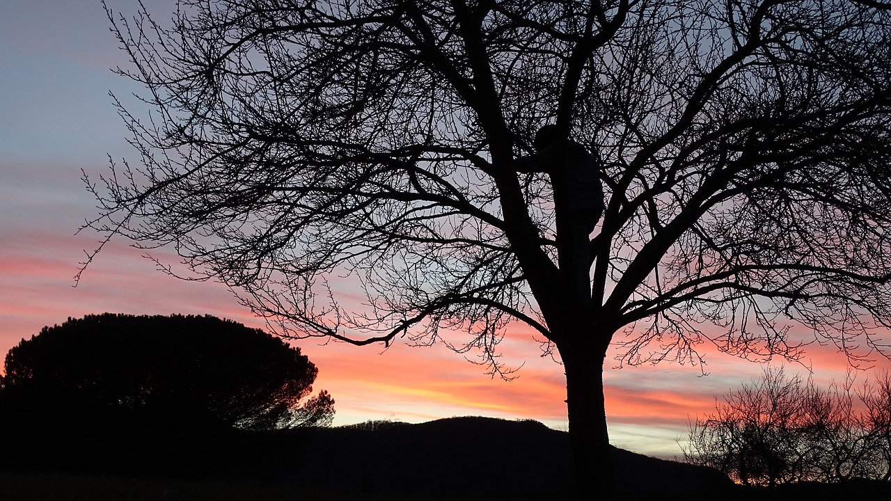 tree silhouette child free photo