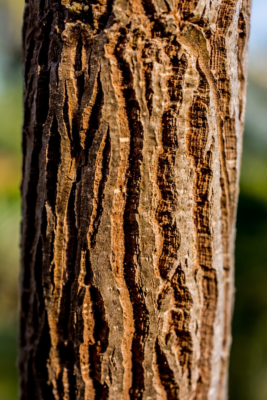 tree log bark free photo