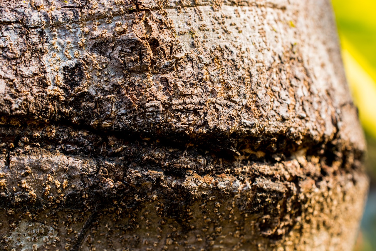 tree log bark free photo