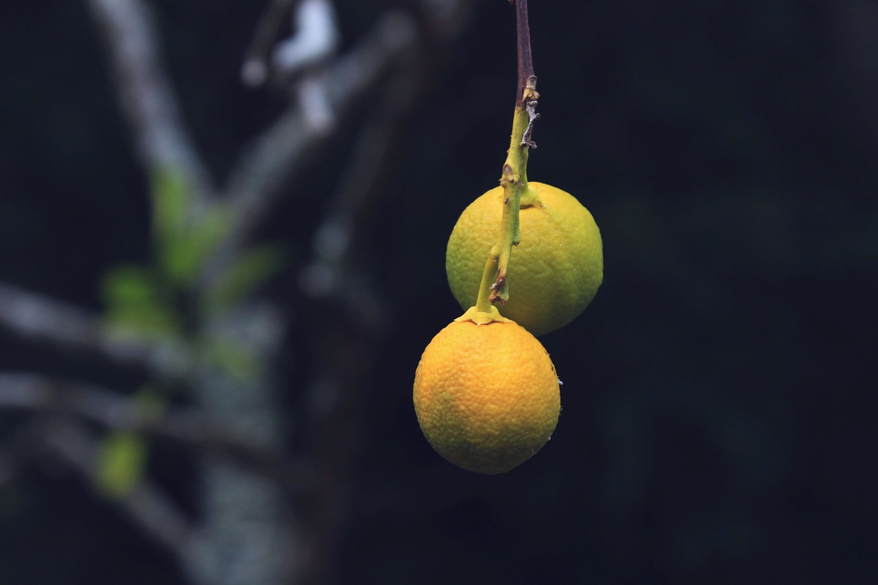 tree lemons alone free photo