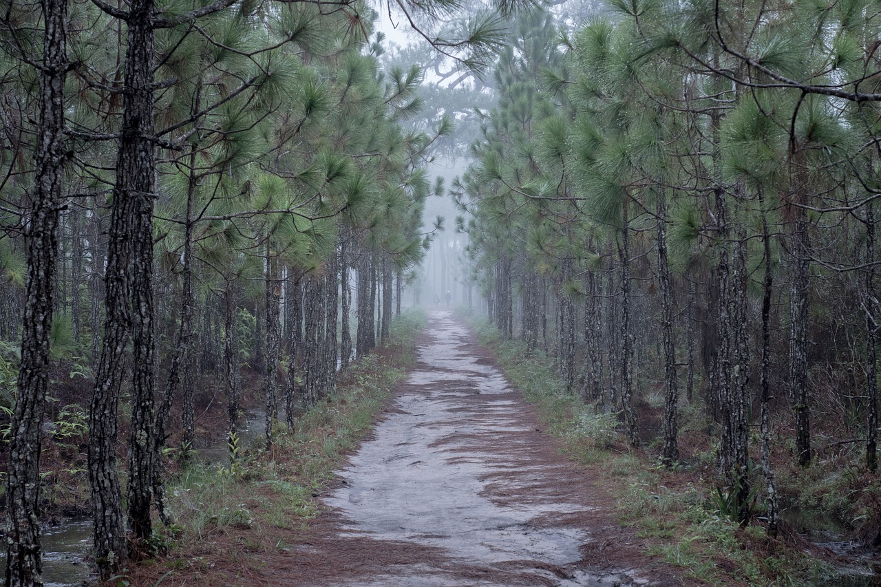 tree nature plant free photo