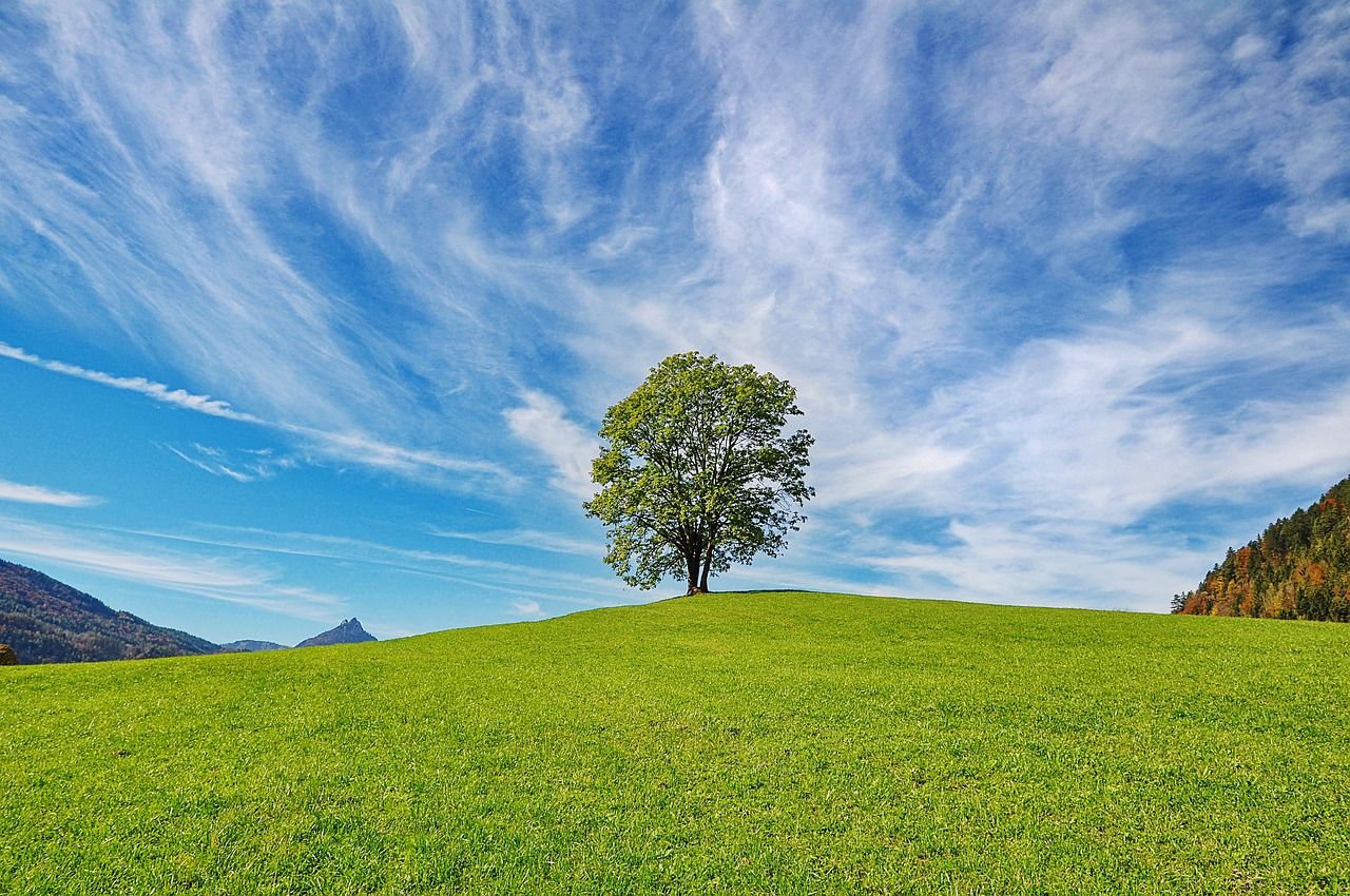 tree sky nature free photo