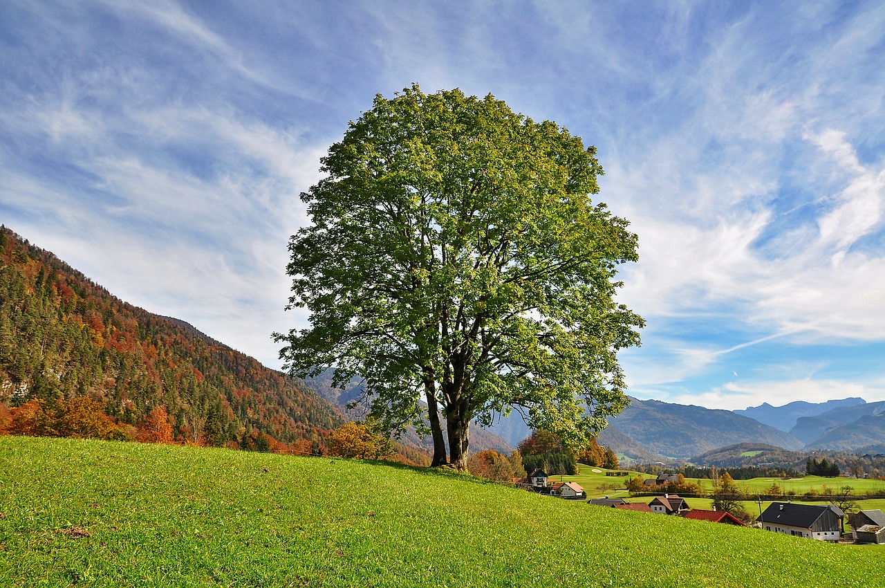 tree sky nature free photo