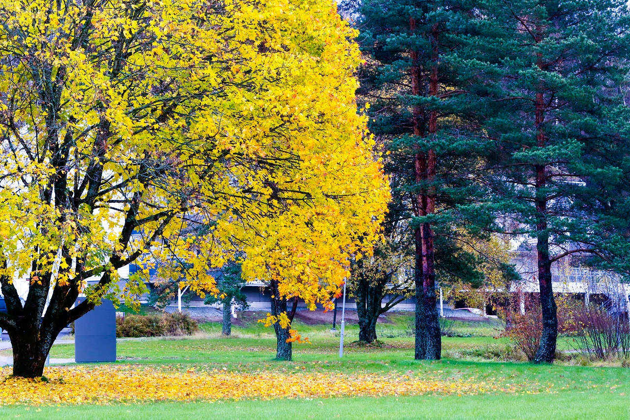 tree autumn autumn landscape free photo