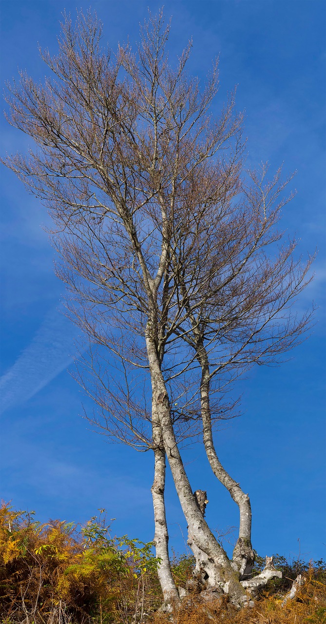 tree sky fall free photo