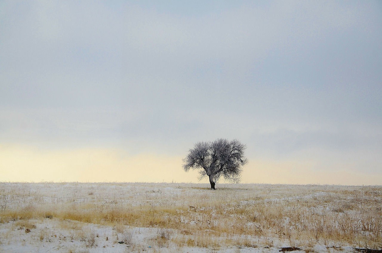 tree winter blue free photo