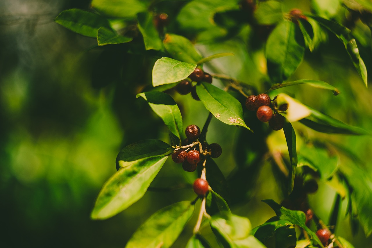 tree leaves berries free photo