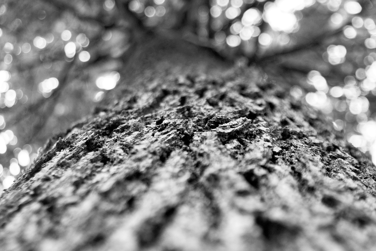 tree oak forest free photo