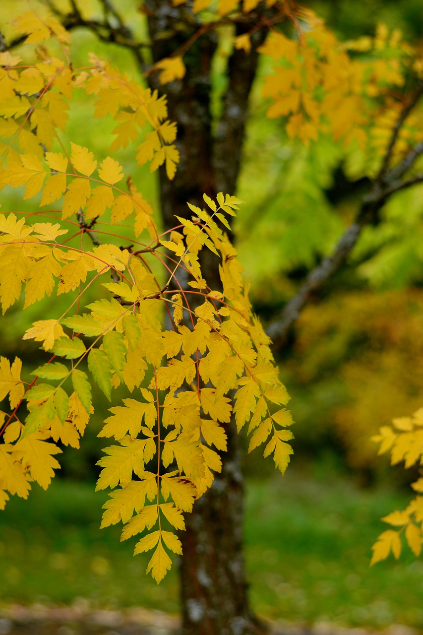 tree leaves fall leaves free photo