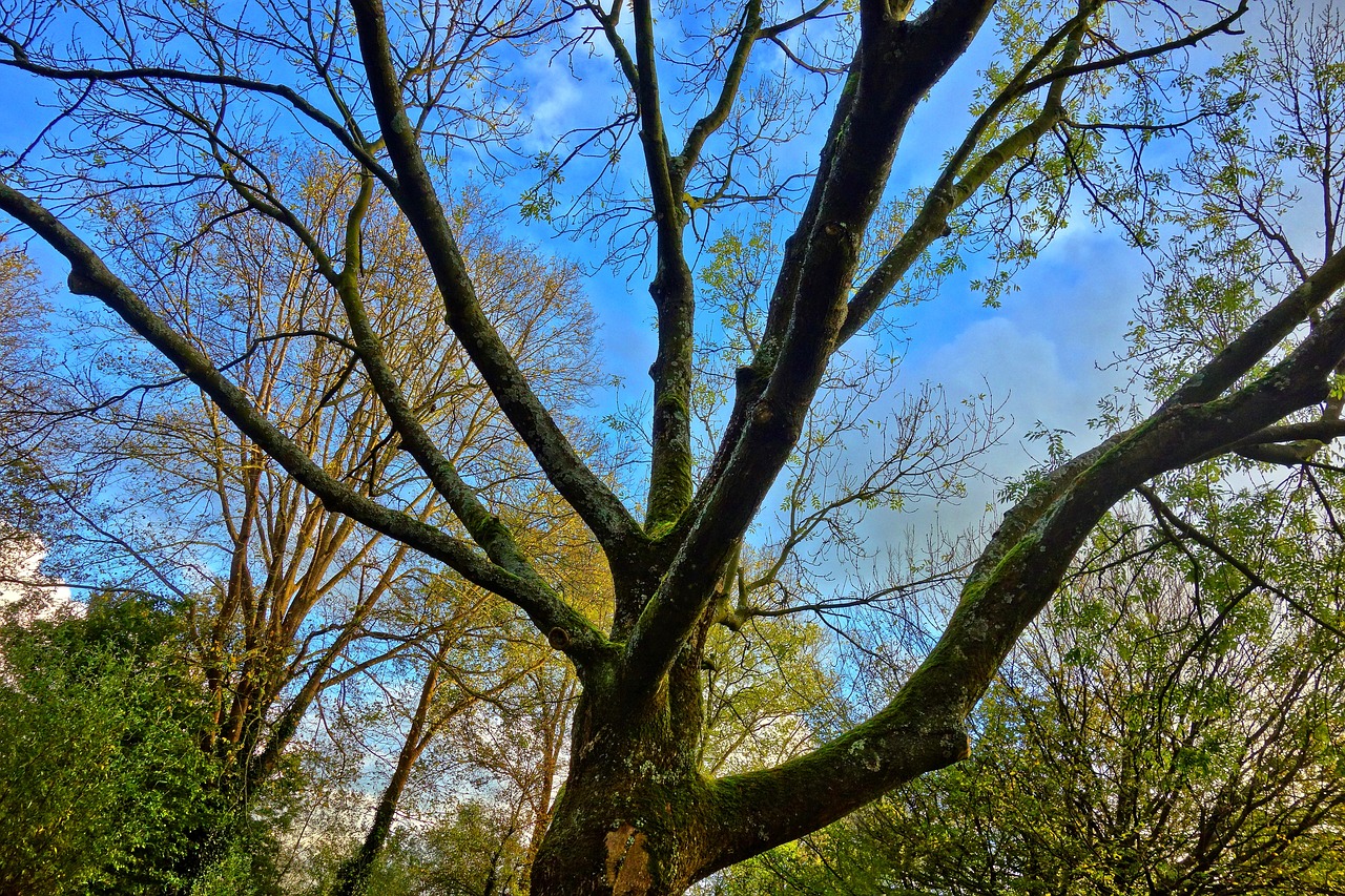 tree branch tree top free photo