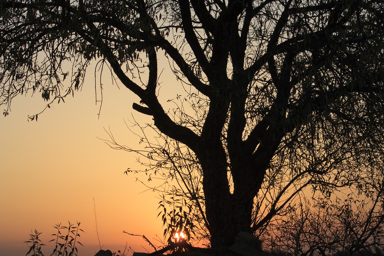 tree dawn sun free photo