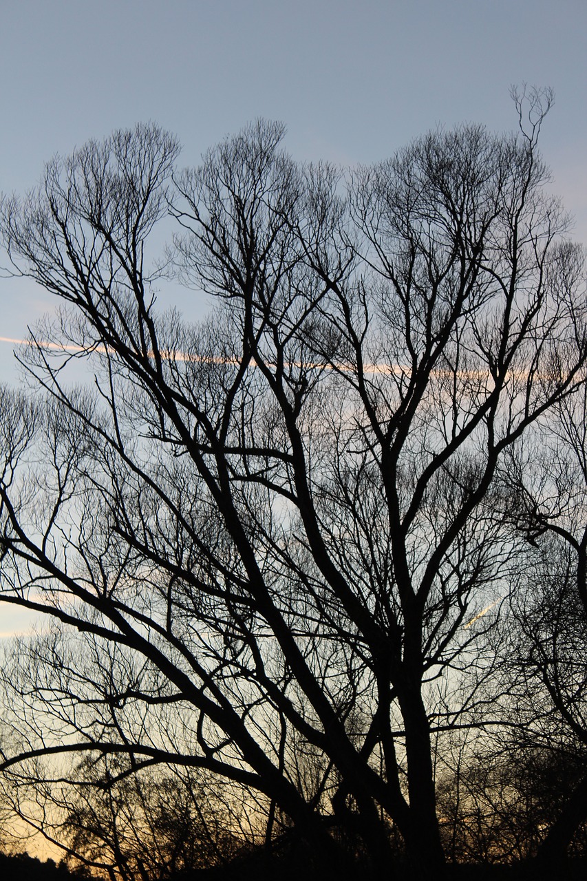 tree moon forest free photo