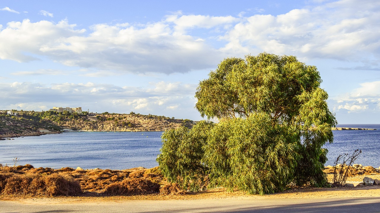 tree landscape scenery free photo