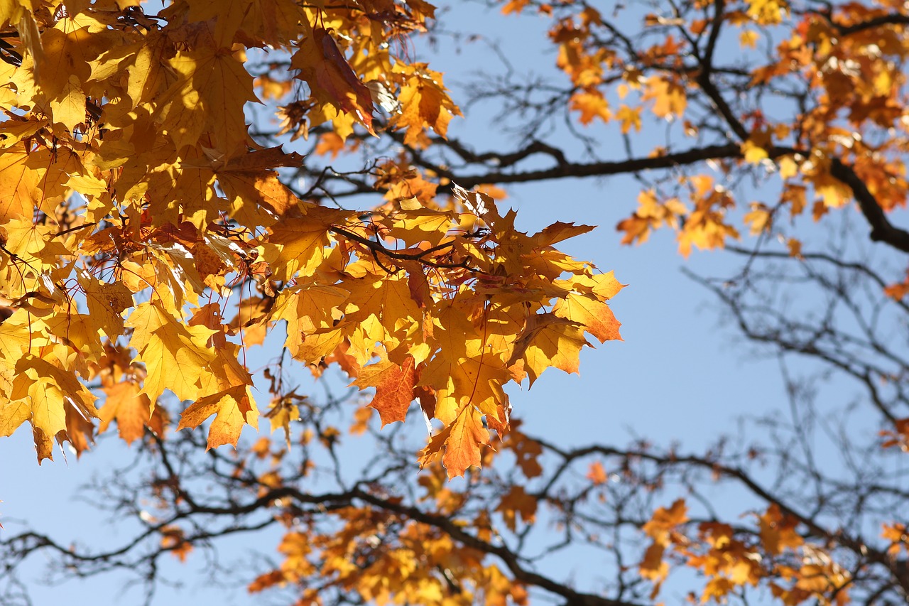 tree autumn sky free photo