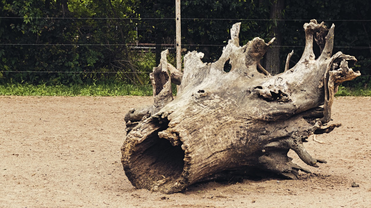 tree log root free photo