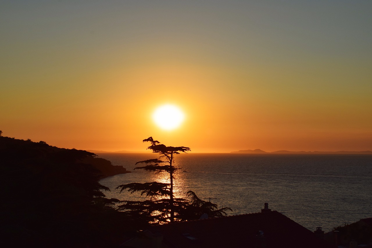 tree sunset ocean free photo