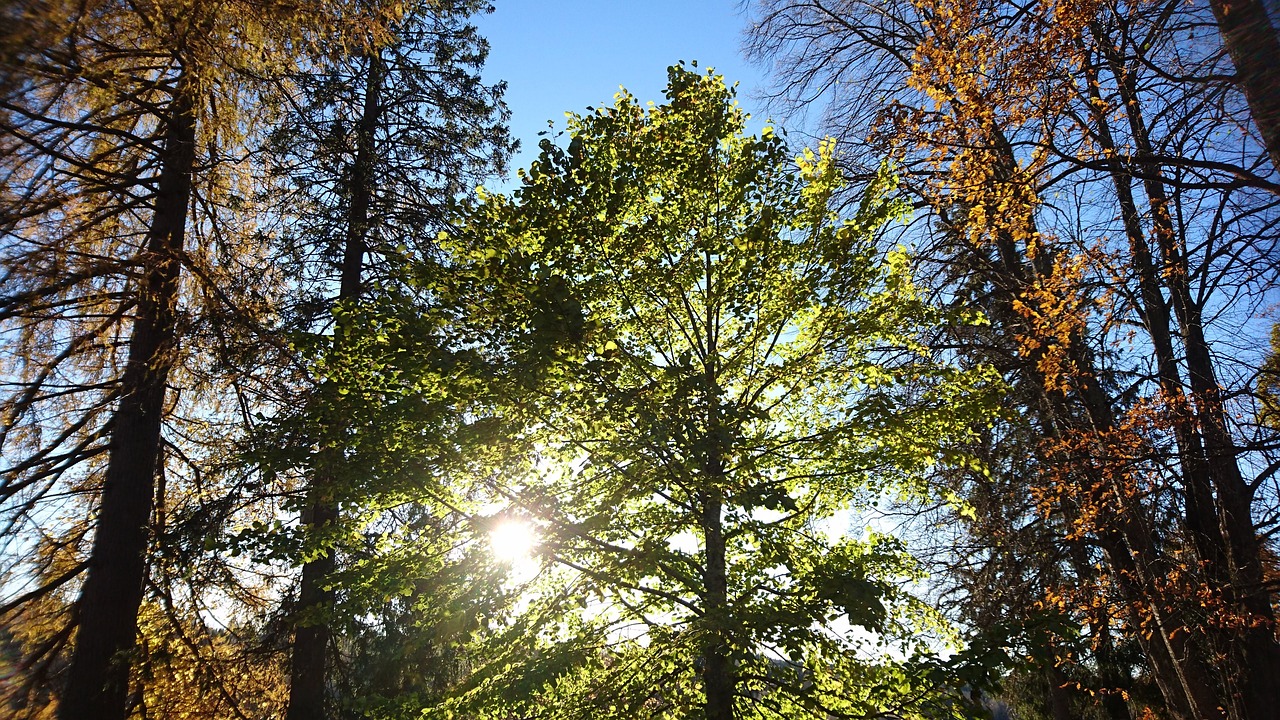 tree solglimt solar free photo