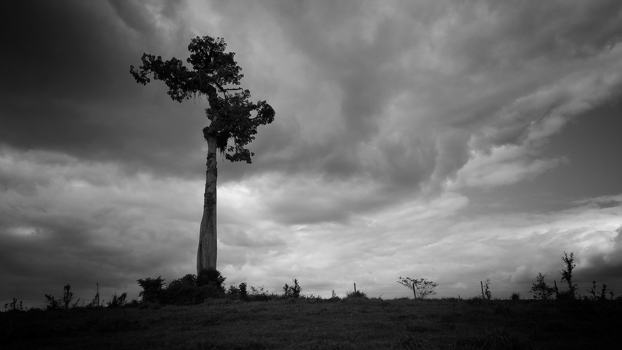 tree clouds fence free photo