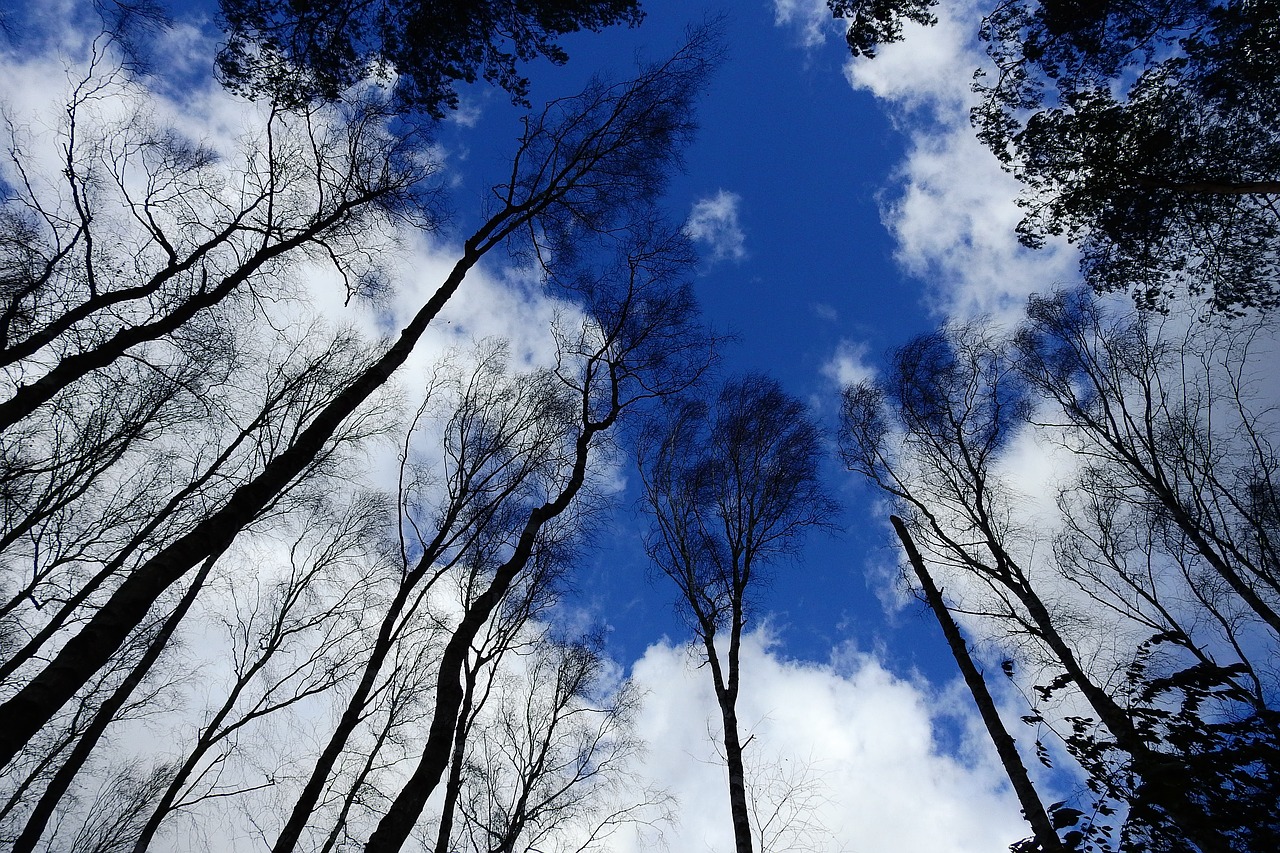 tree sky clouds free photo