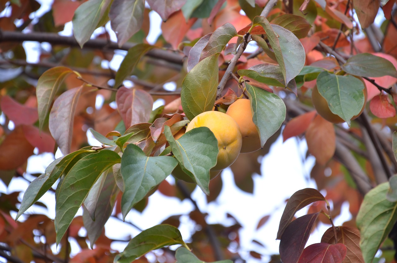 tree khaki autumn free photo