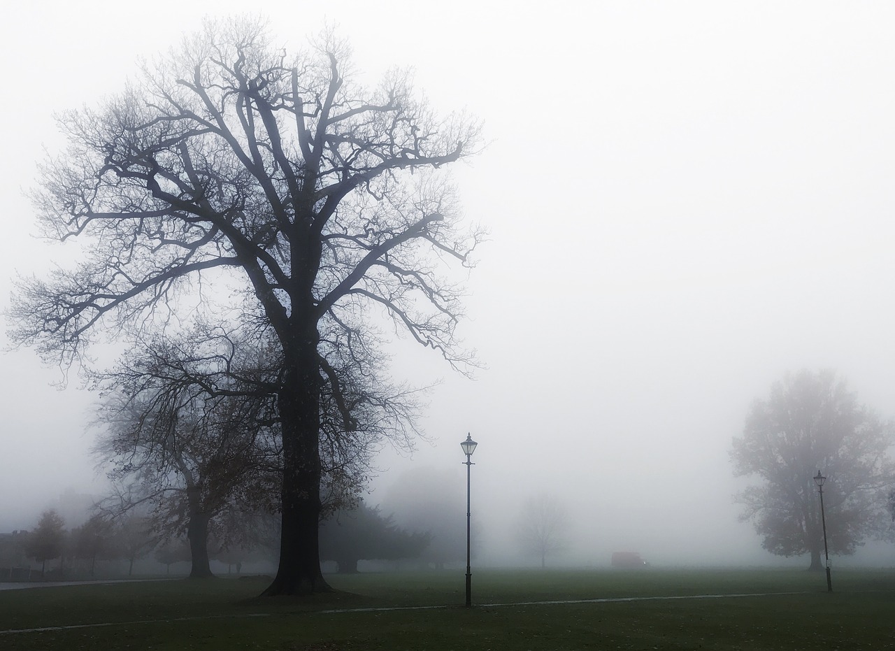 tree silhouette fog free photo