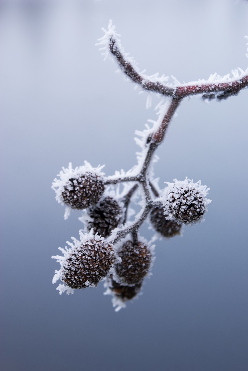 tree seeds frozen free photo